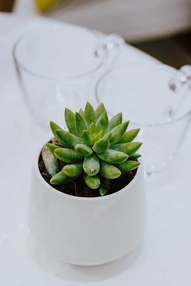 a small plant green-leafed plant on planter glass